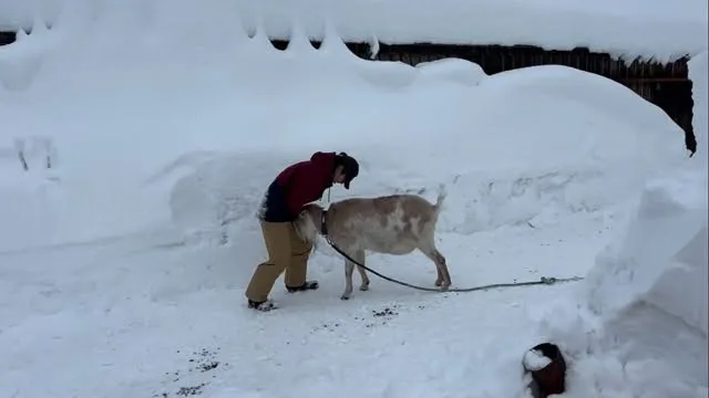 ヤギとお相撲♪