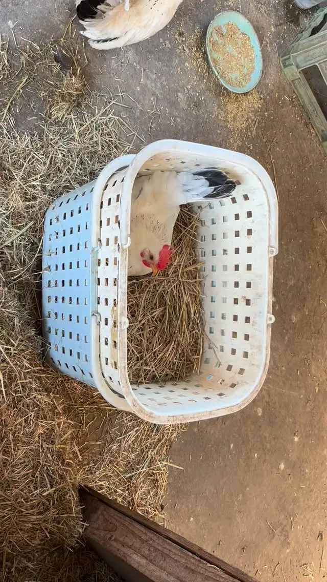 可愛い雌鶏が居るところに来るな！と妨害してくる雄鶏🐓