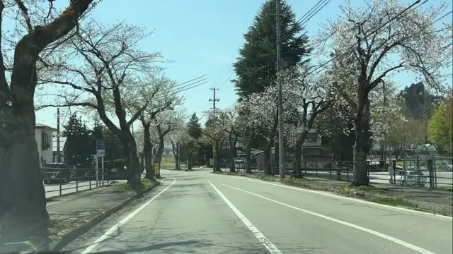桜並木🌸　後半の枝垂れ桜はまだ蕾