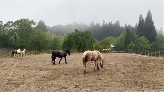 久々のみんな一緒の放牧🐎🐎