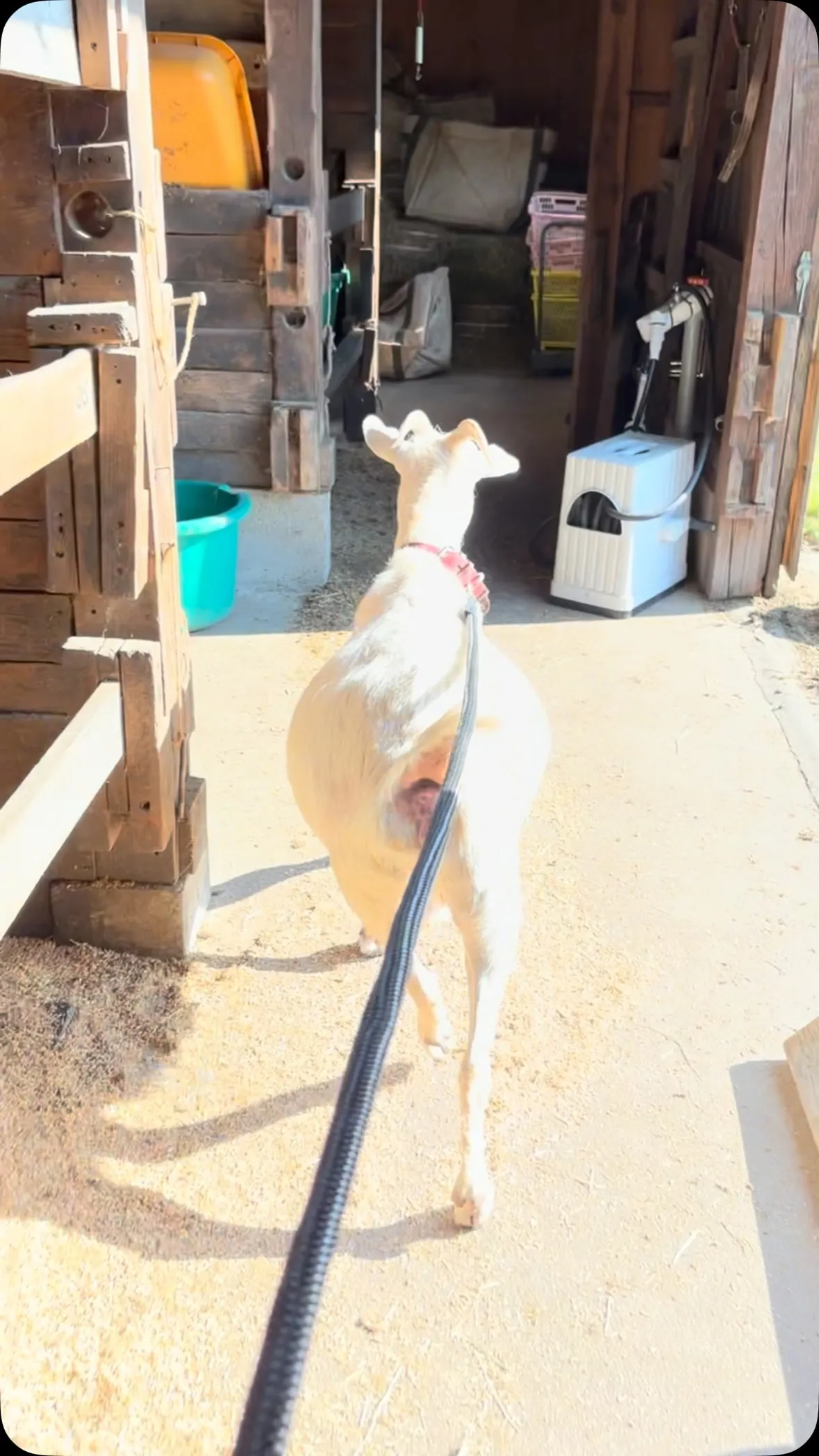 ヤギのウメちゃん、自分のお家へまっしぐら！